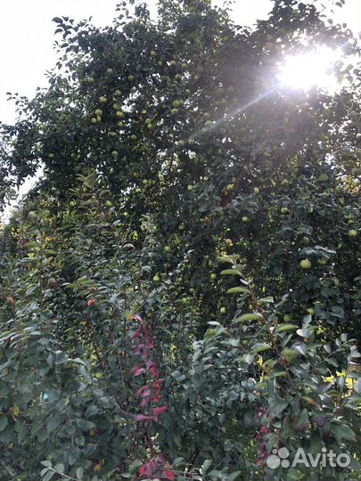 Яблоки изумительные