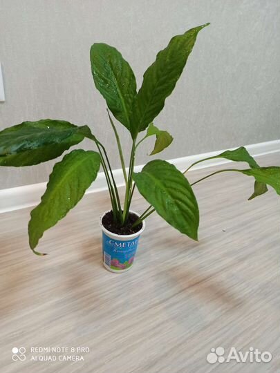 Спатифиллум(женское счастье)