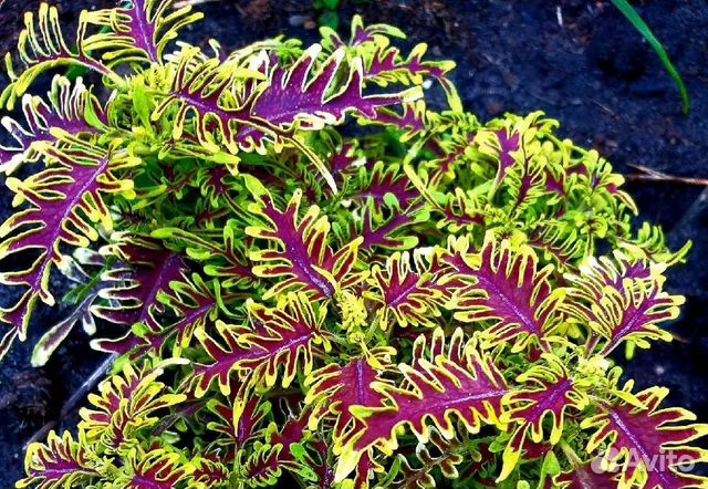 Колеусы вегетативные