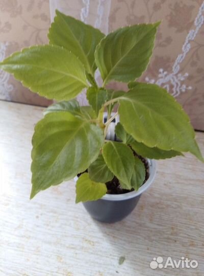 Комнатные цветы