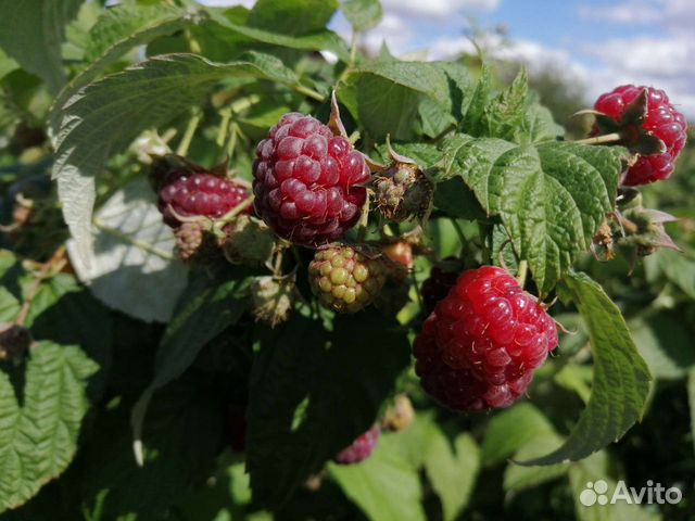 Саженцы малинового дерева "крепыш" штамбовая малин купить в Оренбурге ...