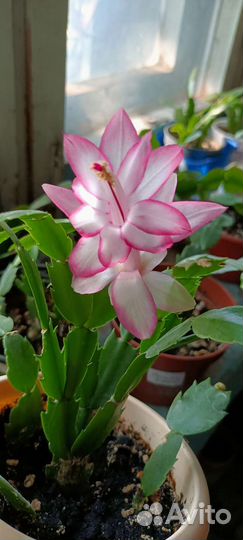 Декабристы