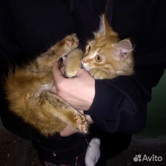 Рыжий котенок в добрые руки бесплатно