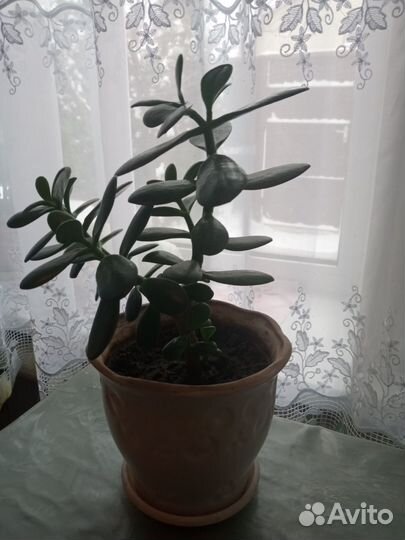 Толстянка, денежное дерево