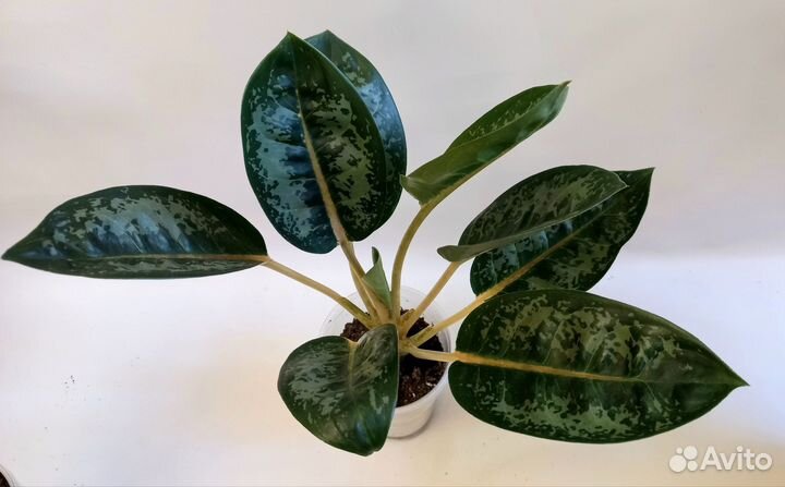 Аглаонема Тайская