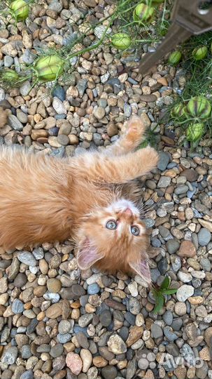 Кот и кошка в добрые руки