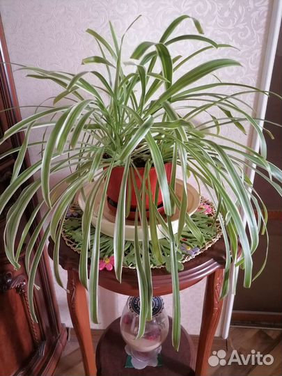 Хлорофитум