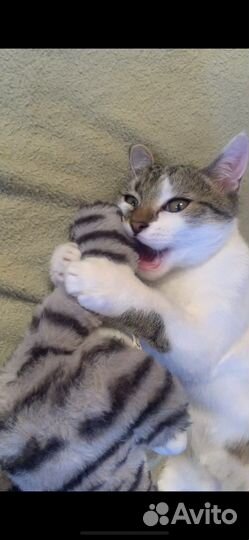 Котята в добрые руки бесплатно