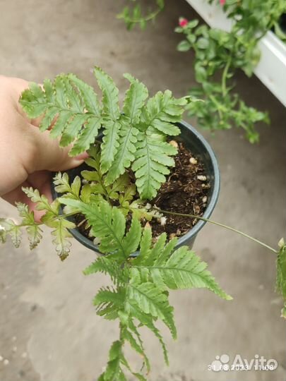 Папоротник комнатный