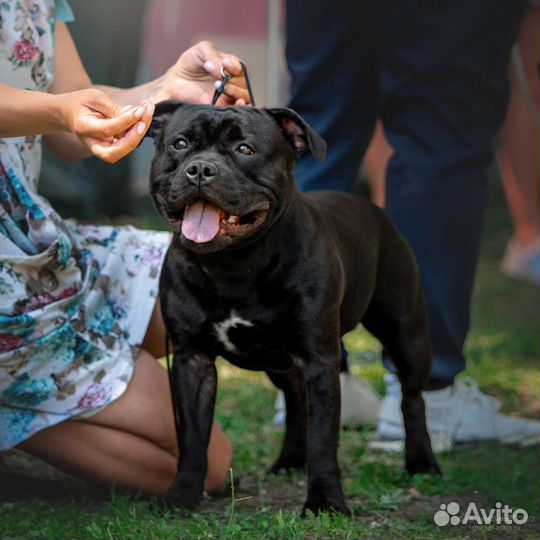 Английский Стафордширский бультерьер