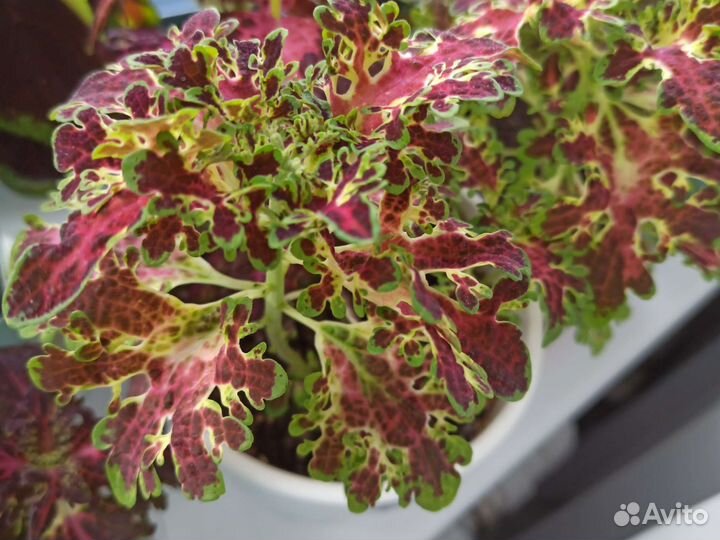 Колеусы вегетативные