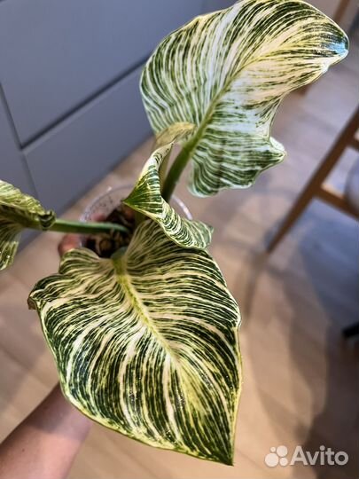 Филодендрон биркин