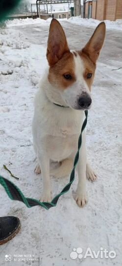 Отдам собаку в добрые руки