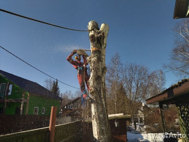 Спил деревьев