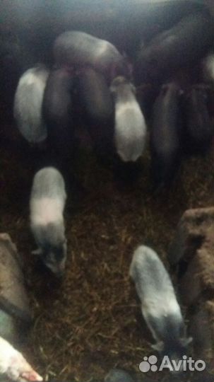 Вьетнамские поросята