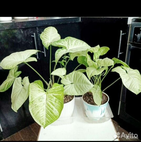 Сингониум White Butterfly