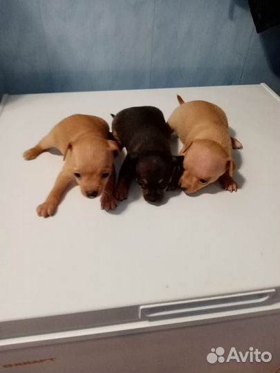 Той-терьер щенки