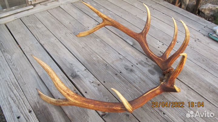 Рога марала (Благородный олень Восточные Саяны)