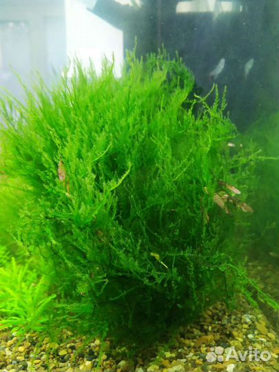 Аквариумные мхи в ассортименте