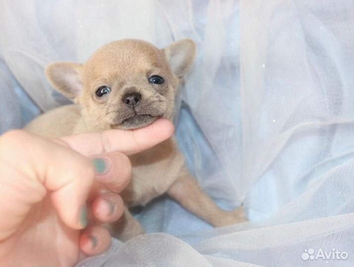 Детки Чихуахуа