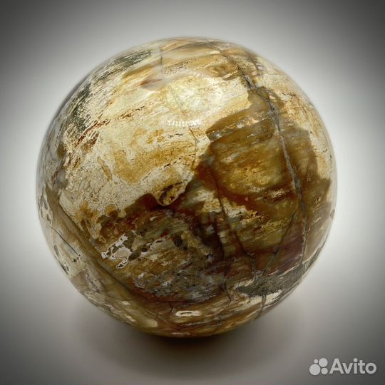 Шар и окаменелого дерева окаменелость ископаемое