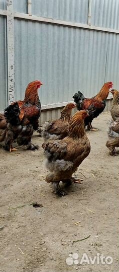 Куропатчатые петухи брама