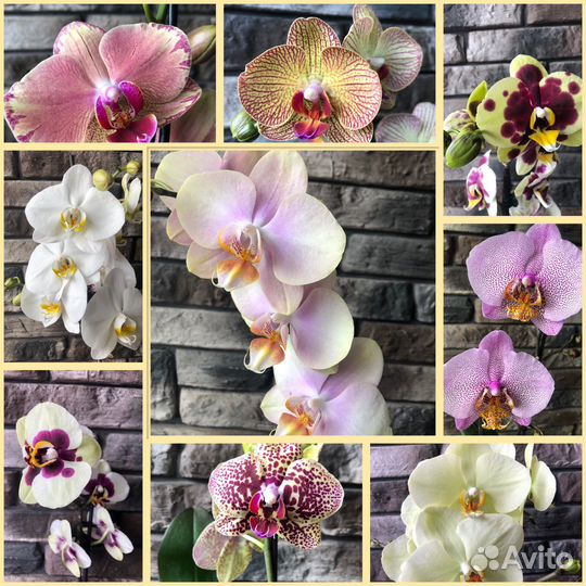 Орхидея фаленопсис