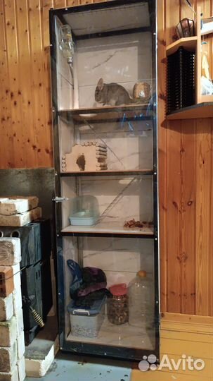 Шиншилла с витриной