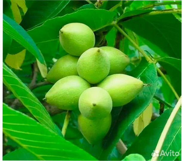 Маньчжурский орех