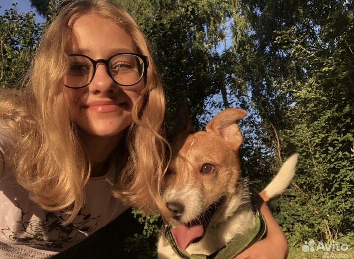 Выгул собак, зооняня, передержка, дрессировка