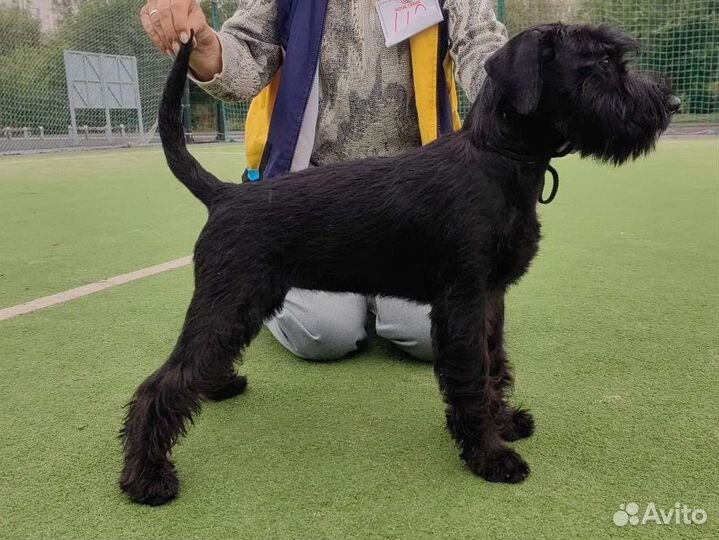 Шнауцер черный