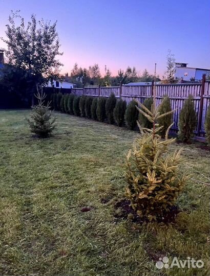 Можжевельник Андорра Компакт