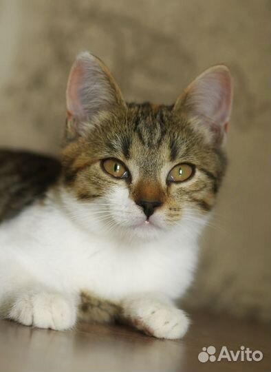 Котенок Рыся ищет семью