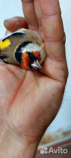 Птица щегол