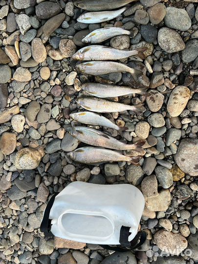 Мушки на Хариуса Голавля Жериха