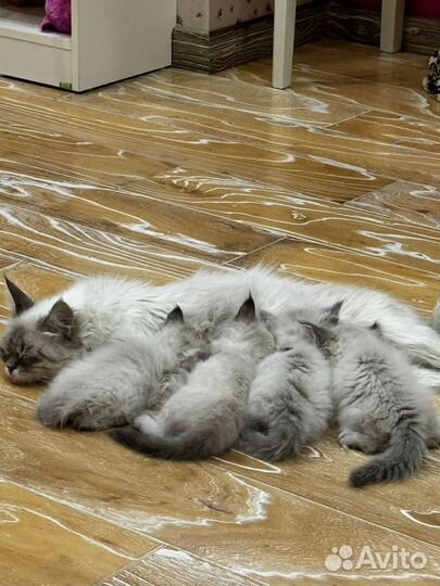Невская маскарадная