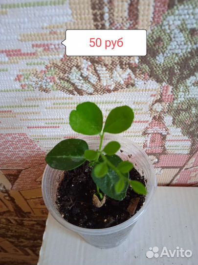 Комнатные цветы