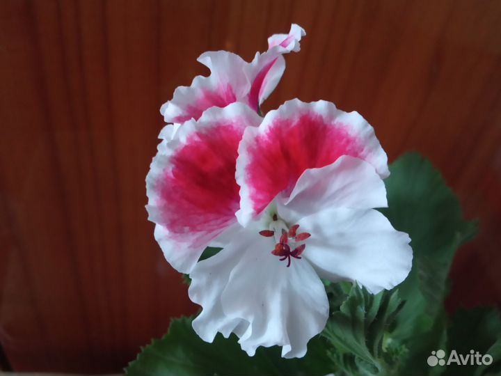 Пеларгонии сортовые