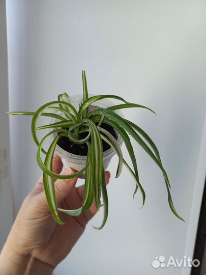 Хлорофитум кудрявый