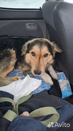 Собака Лева