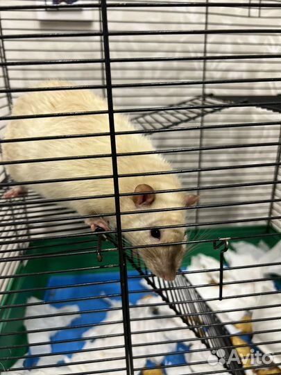 Крыса с клеткой
