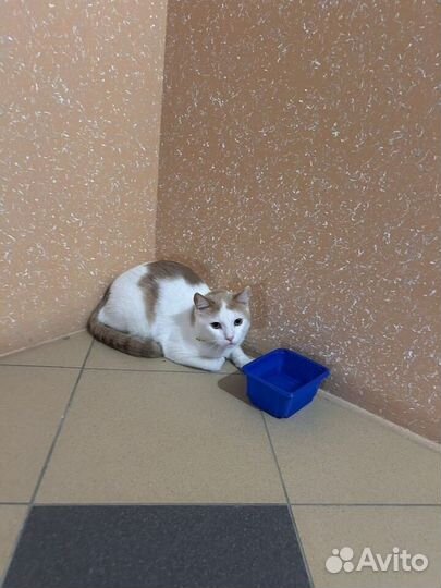 Котик в добые руки