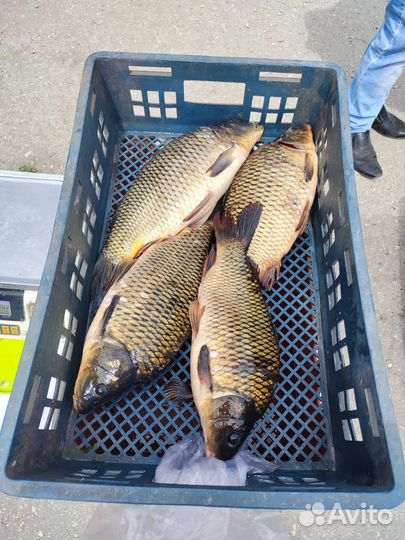 Живая рыба карп