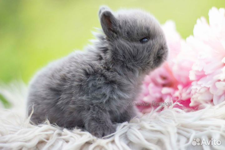 Декоративный кролик минор 200 грамм