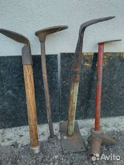 Лапа сапожника