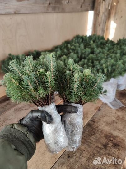 Саженцы Ель Голубая опт/окс