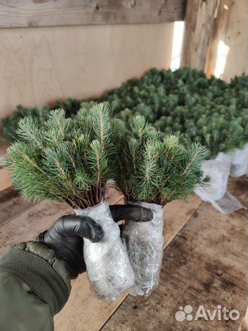 Саженцы Ель Голубая опт/окс