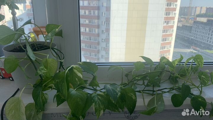 Сциндапсус