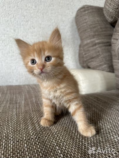 Котята в добрые руки даром