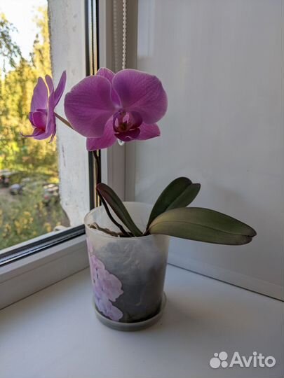 Орхидея фаленопсис